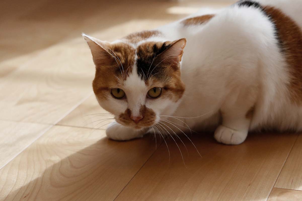 自宅マンションで猫を飼い始める